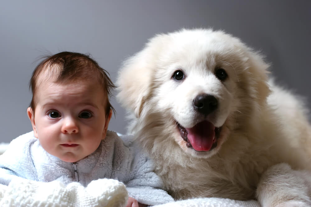 Bebês e animais na mesma casa: o que faço pra deixar tudo em ordem?