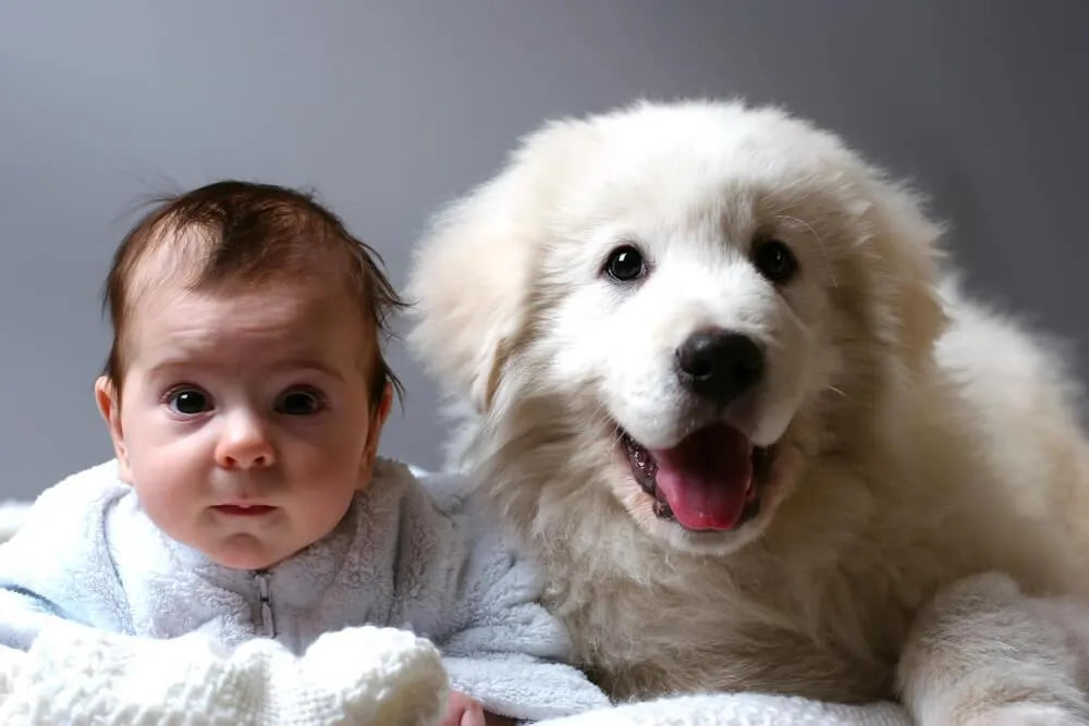 Bebês e animais na mesma casa: o que faço pra deixar tudo em ordem?